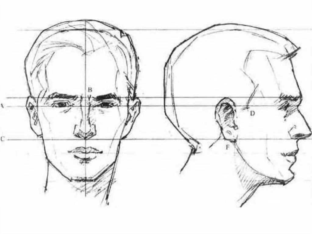 У взрослого человека голова занимает. Пропорции головы человека анфас и профиль. Пропорции лица человека профиль и анфас. Профиль лица сбоку пропорции. Пропорции головы в профиль и анфас.