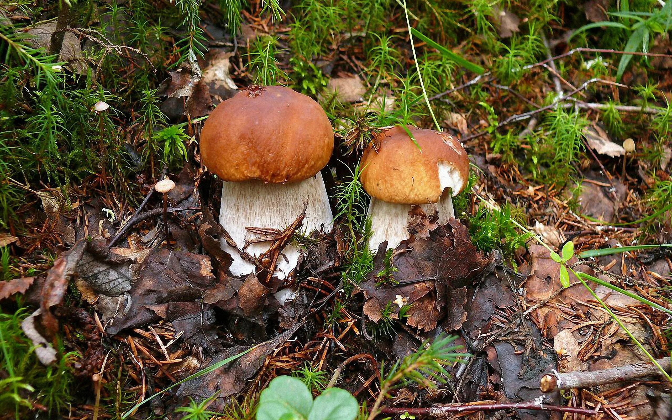 Лесные грибы. Белый гриб. Белый гриб в лиственном лесу. Белый гриб в природе