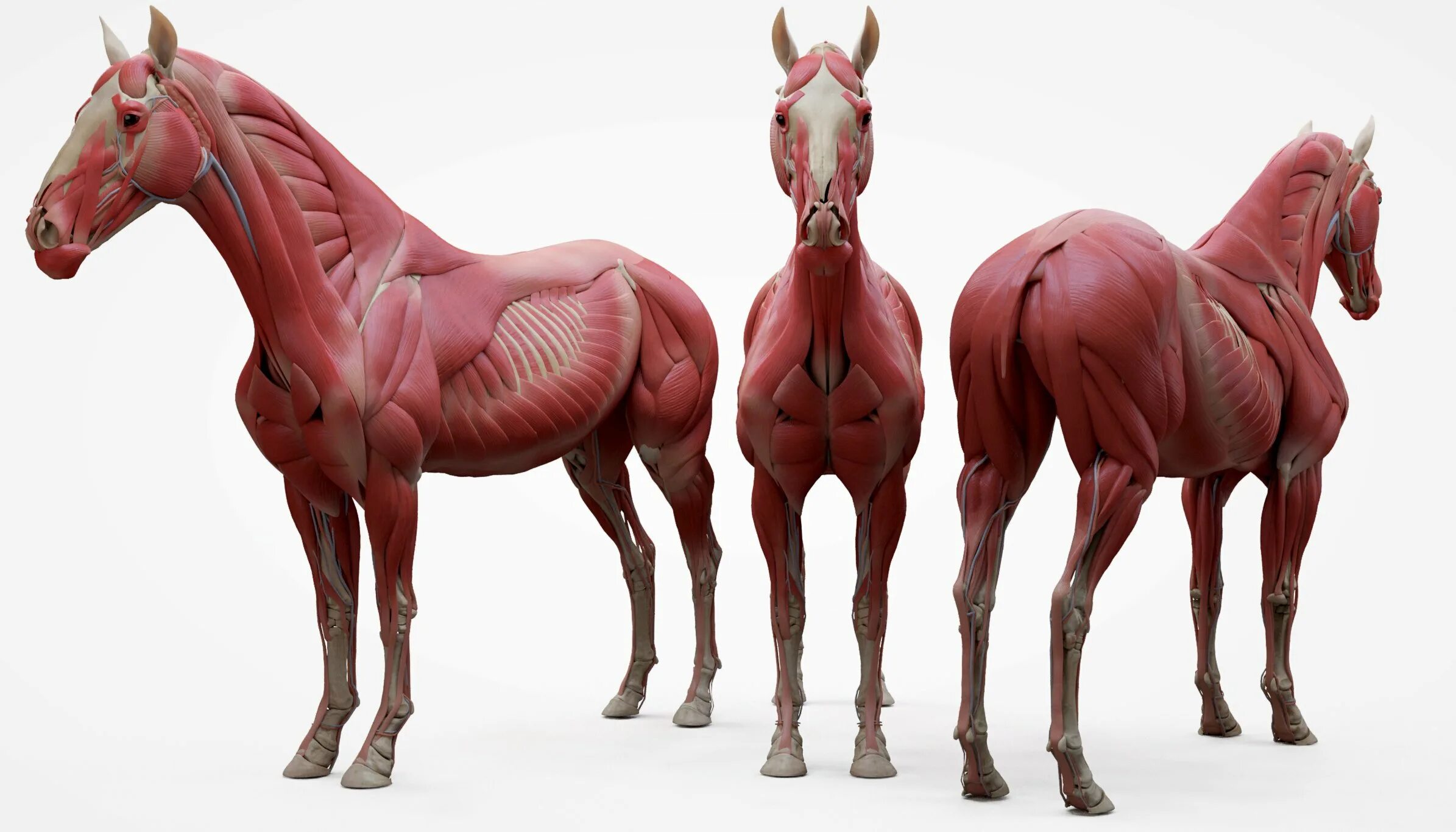 Horses model