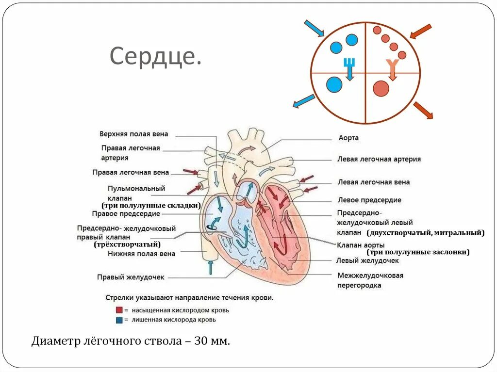 Легочная артерия диаметр ствола норма. Диаметр легочной артерии. Диаметр легочного ствола. Диаметр легочного ствола в норме. Сколько легочных артерий