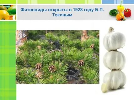 Овощи содержащие повышенное количество фитонцидов