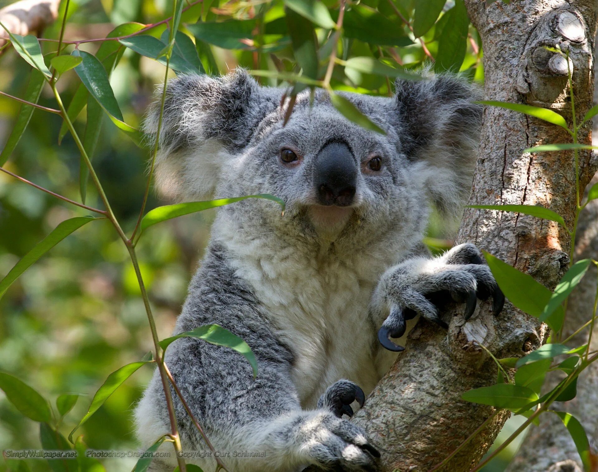 Животные Австралии коала. Сумчатые животные коала. Сумчатые животные Австралии коала. Мишка коала. Коала в лесу