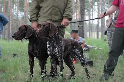 Группа поиска охотничьих собак нижегородская область