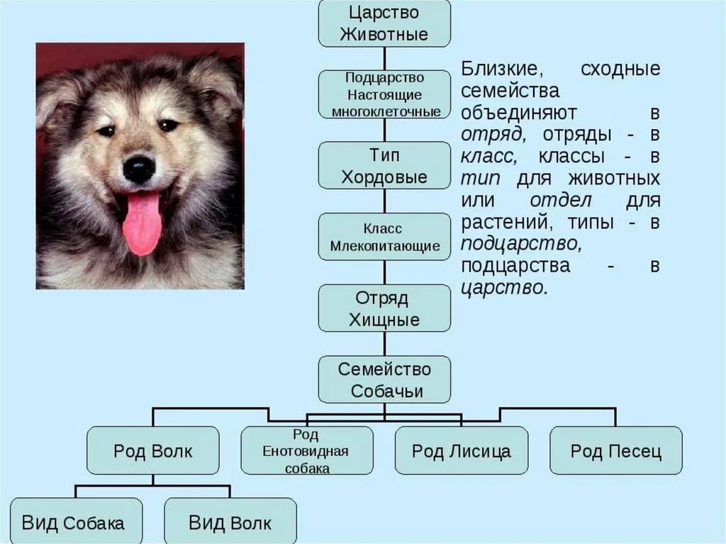 Животные царство тип класс отряд семейство