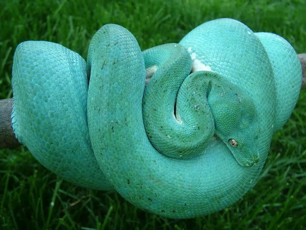Зеленый древесный питон. Зеленый питон голубой. Змея питон зеленый. Голубой древесный питон морфы. Змея 8 букв сканворд