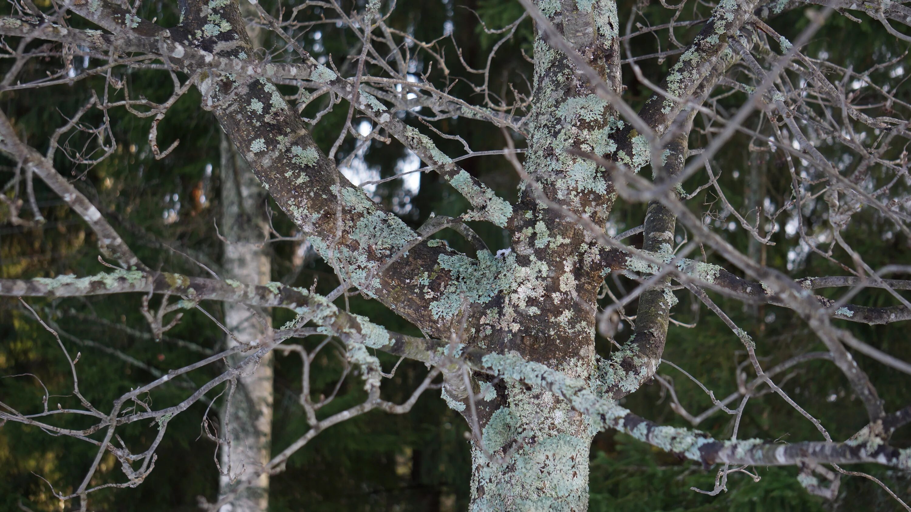 Болезни деревьев фото и название. Лишайники на деревьях зимой. Лишайник на ветке. Зимние ветки с лишайниками. Лишайники на Березе зимой.