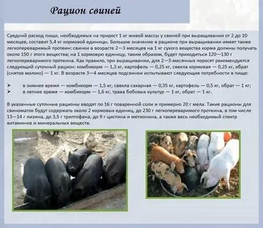 Можно ли поросятам давать свеклу