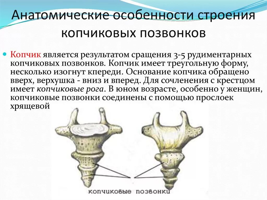 Функции отделов позвоночника. Особенности строения копчикового отдела позвоночника. Особенности строения крестцового позвонка. Копчиковый отдел строение и функции. Копчыковы одель позвоночник.