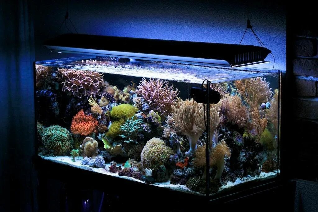 Морской аквариум Амано. Псевдоморской аквариум. Обустроить аквариум. Большие аквариумы.