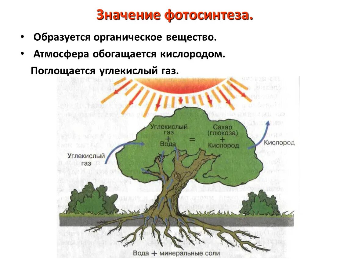 Дерево поглощающее кислород