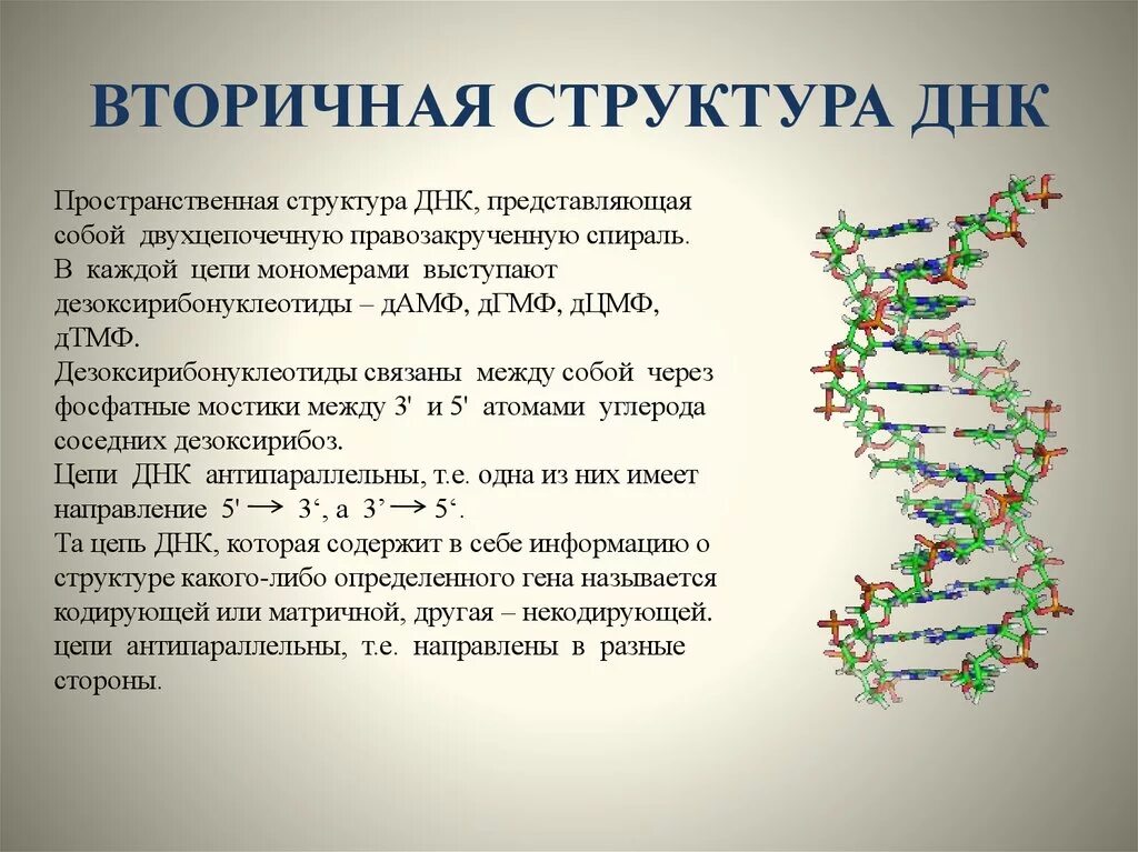 Вторичная структура молекулы ДНК. Первичная структура ДНК биохимия. Строение вторичной структуры ДНК. Вторичная структура ДНК биохимия формула.