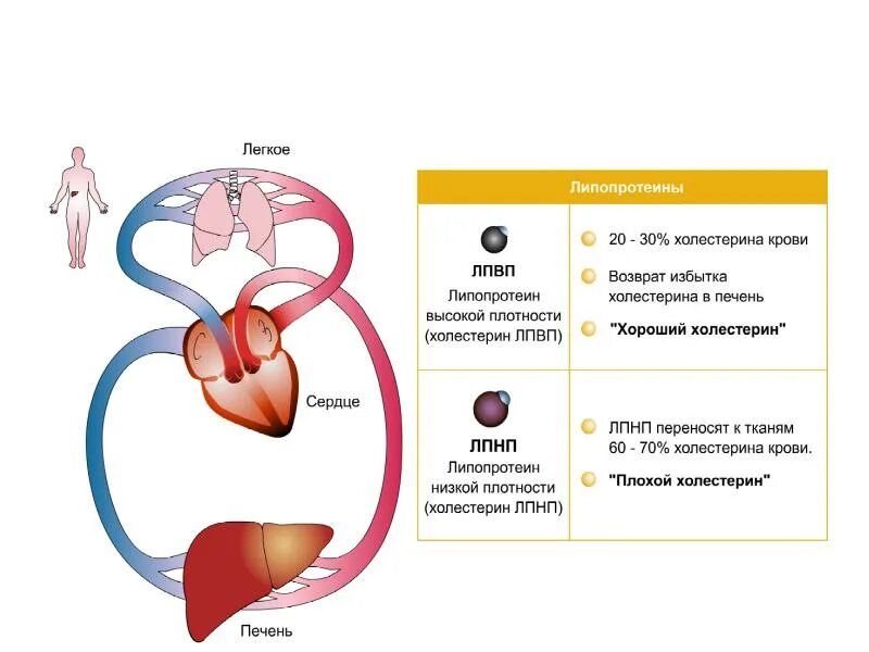 Высокий холестерин в крови. Холестерин презентация. Выработка холестерина в организме. Источники плохого и хорошего холестерина. Холестерин кратко.