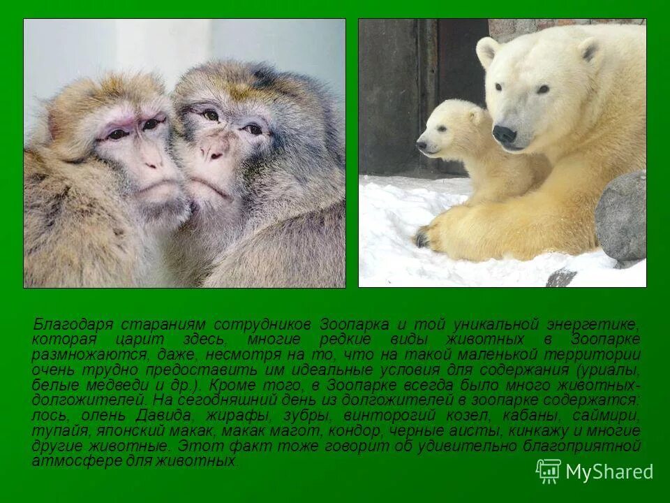 Зоопарк статья. Животные в зоопарке доклад. Зоопарк статья. Сообщение о зоопарке. Презентация на тему зоопарк.