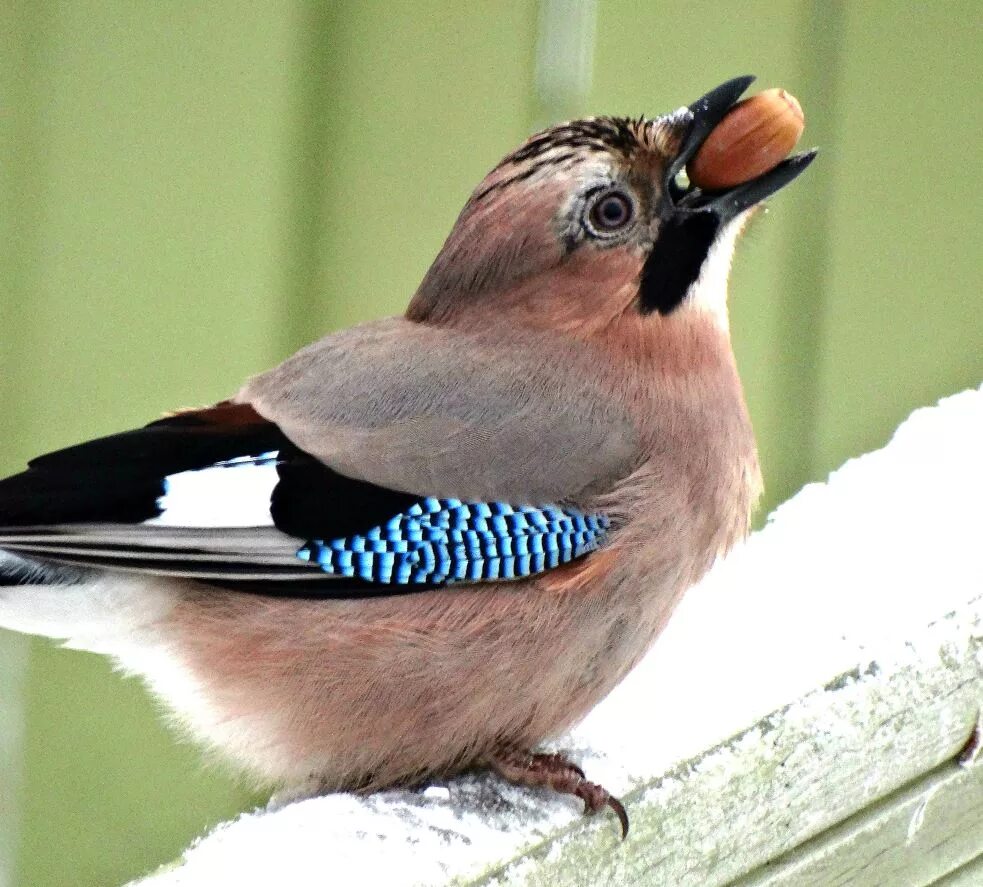 O bird. Сойка. Птичка Сойка. Запасливая Сойка. Сойка Перелетная.