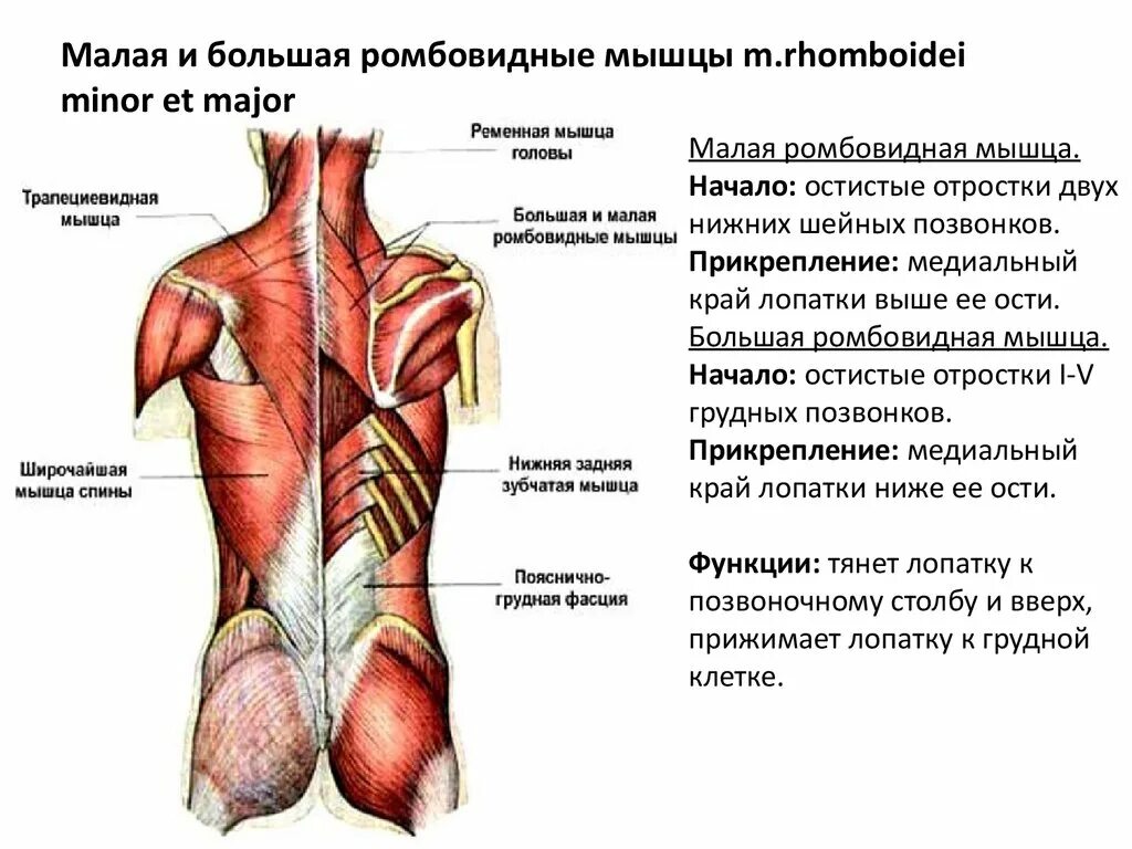 Что находится под лопаткой с правой стороны. Большая и малая ромбовидные мышцы. ромбовидная мышца. мышцы спины под лопаткой. мышцы лопатки.