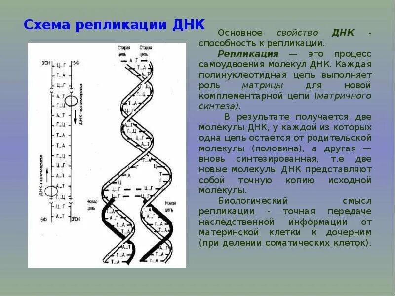 Матрицей является цепь днк. Схема репликации молекулы ДНК. 2 Цепи ДНК репликация. Синтез второй цепи ДНК при репликации. Процесс самоудвоения молекулы ДНК.