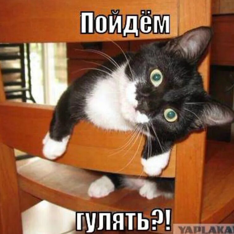 Где гуляешь ответ