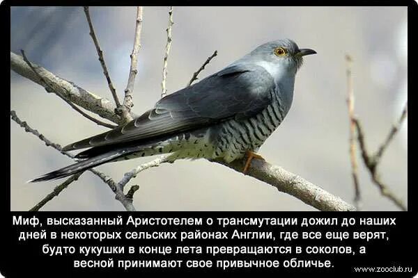 Кукушка картинка. Правда ли что кукушки. Птица похожая на кукушку. Кукушка лесная. Ширококрылая кукушка.