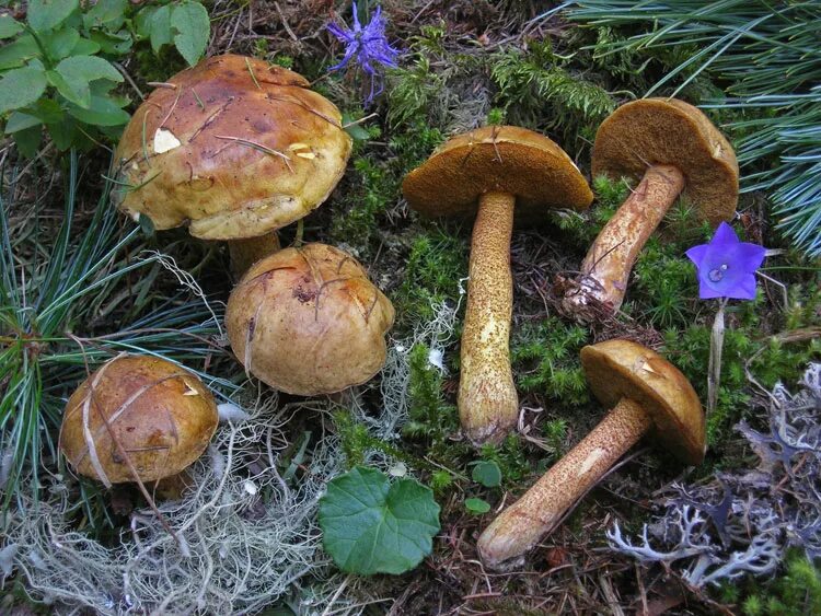 Съедобные грибы маслята. Suillus Plorans. Маслёнок Кедровый Плачущий. Масленок Кедровый Плачущий.