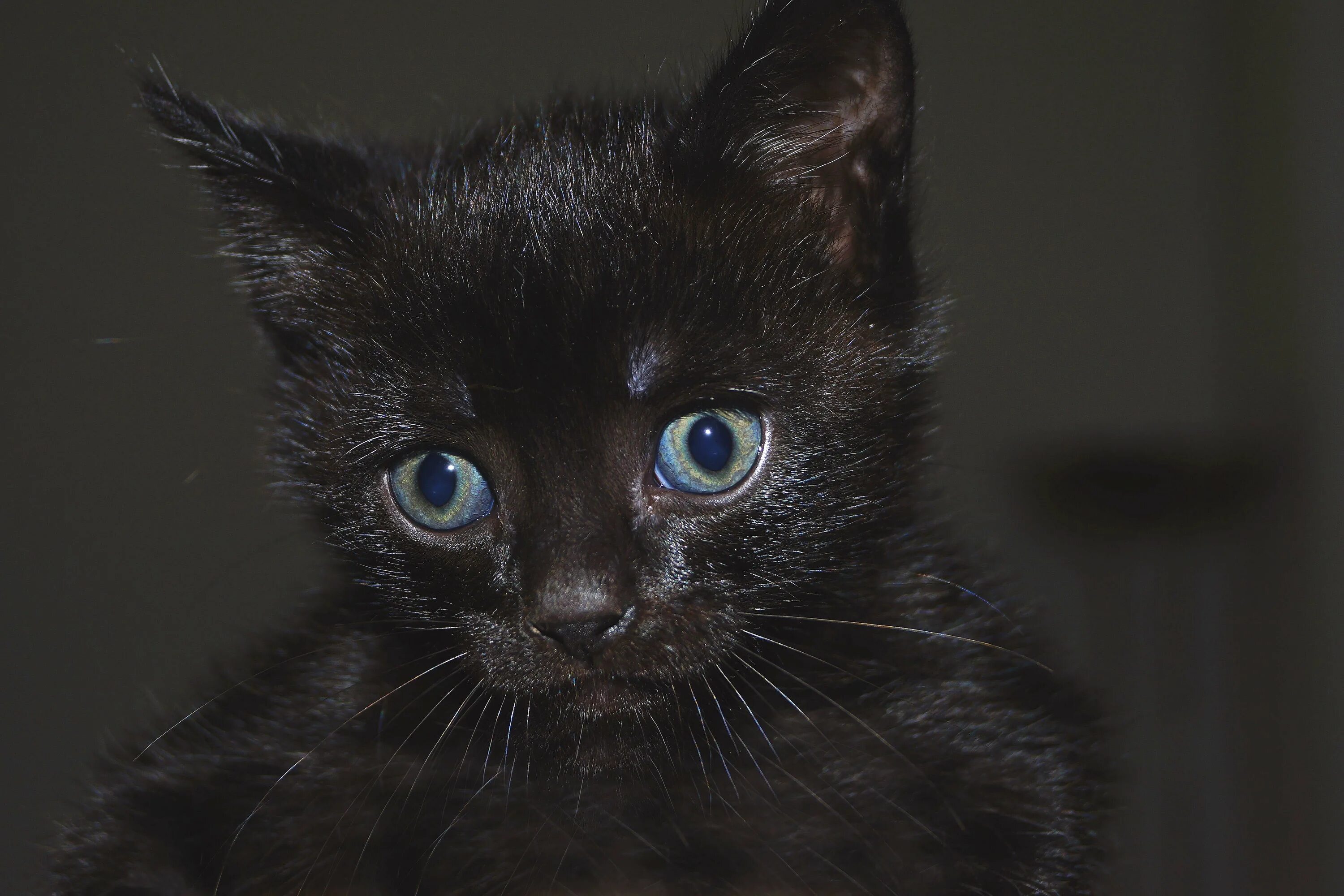 Охос азулес черный. Охос азулес кошка черная. Охос азулес черный с голубыми глазами. Черный кот с голубыми глазами. Черная глазая