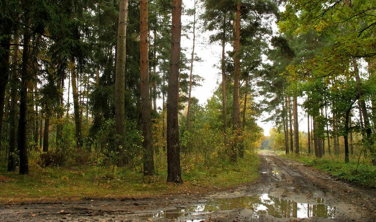 сосновый лес в тумане. сосновый лес после дождя. лес после дождя. сосновый лес дождь. лес после дождя.