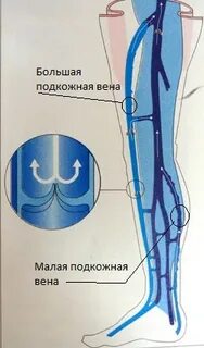 Мало мало вен