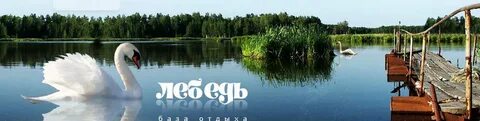 Лебедь губкин