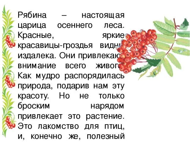 Рябина описание. Сочинение про рябину. Рассказ про рябину. Рябина описание для детей. Прилагательное к слову рябина