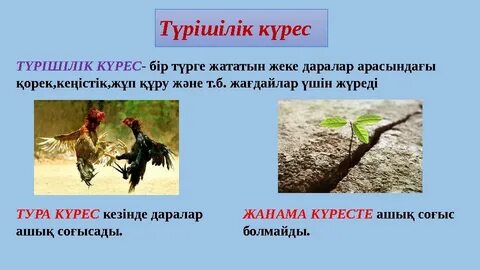 Секс әпкесі мен ағасы Америка