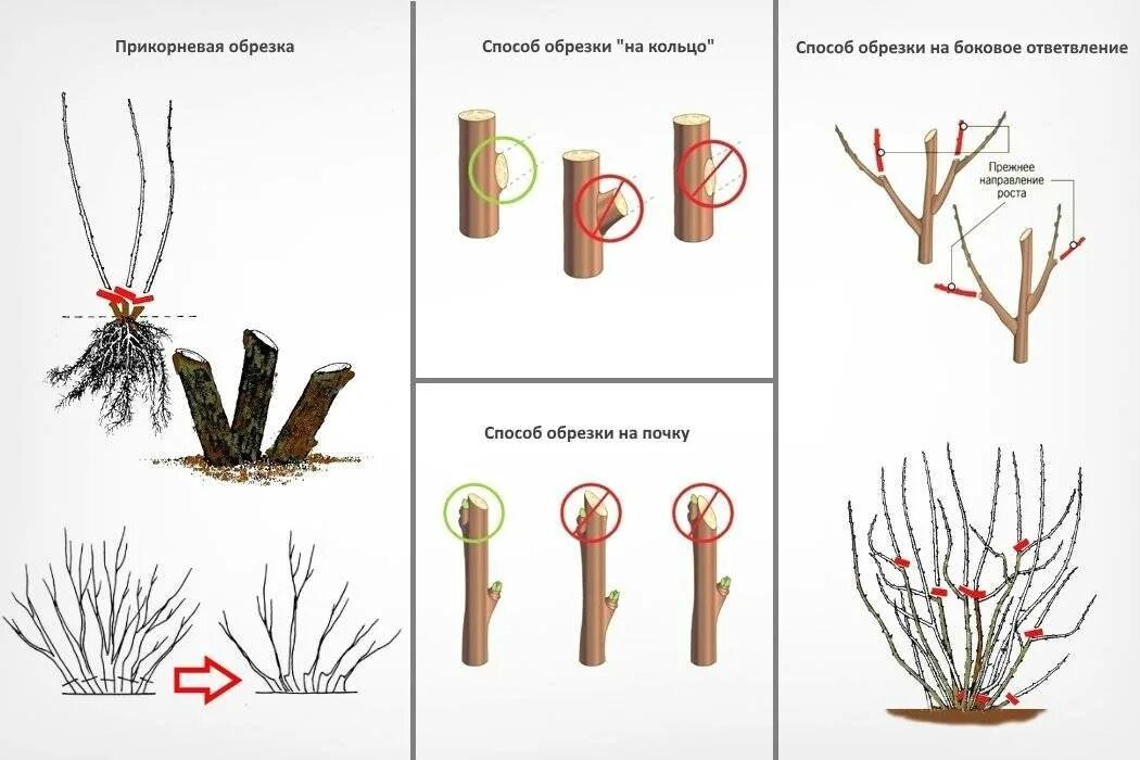 Можно ли обрезать крыжовник. Обрезка черной смородины схема. Схема обрезки черной смородины. Схема обрезки черной смородины весной. Обрезка чёрной смородины весной схема.