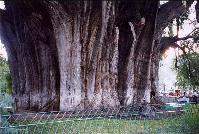 Самое толстое дерево. Самое толстое дерево на планете. Дерево Туле Мексика. Самое толстое дерево в России.