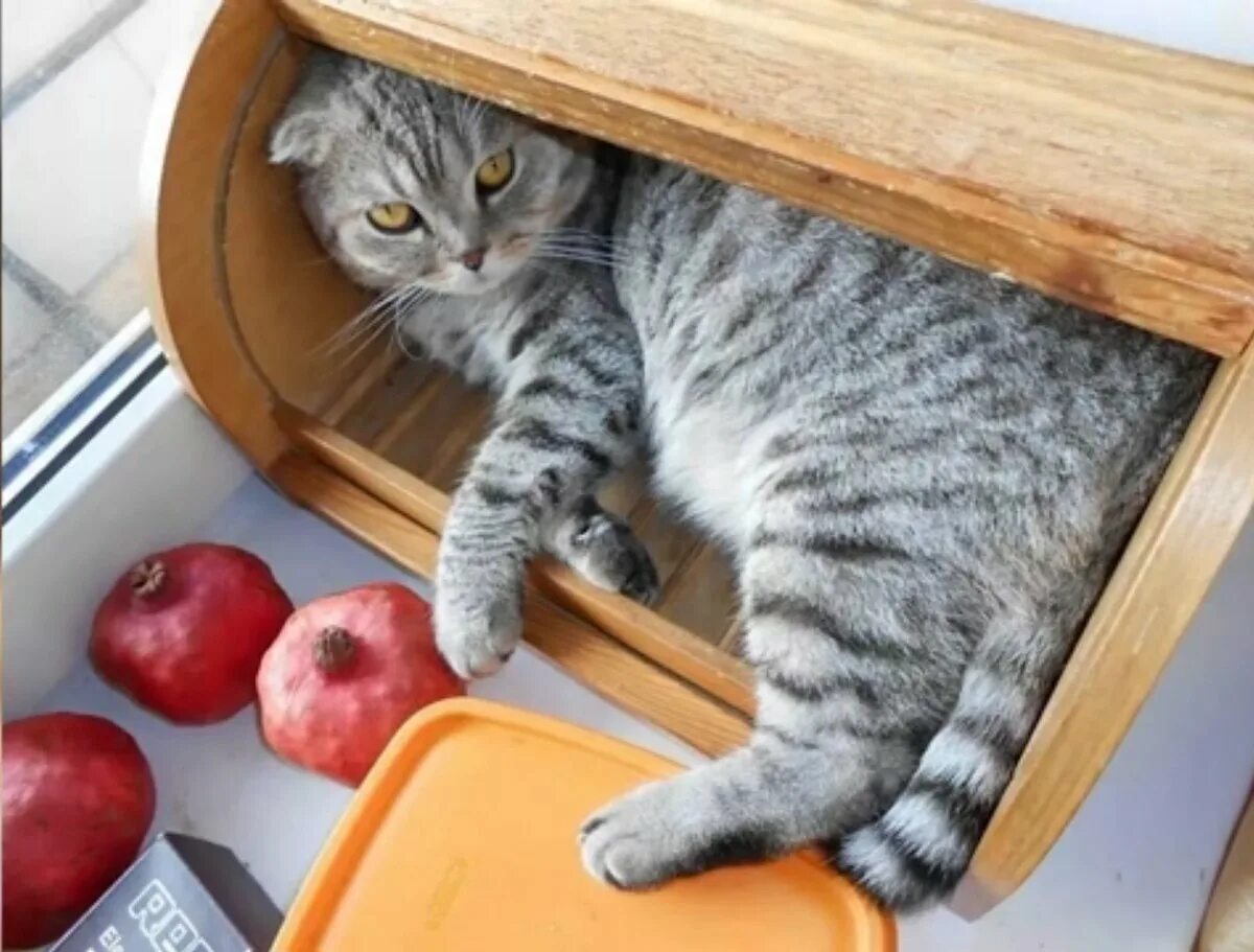 Cats kitchen. Кошка на кухне. Котик на кухне. Нашкодивший кот. Кошачья кухня.