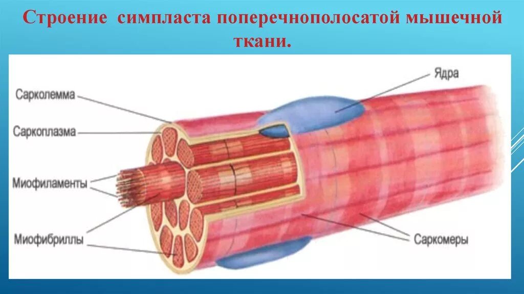 Строение скелетного мышечного волокна. Мышечное волокно Симпласт гистология. Симпласт поперечно-полосатое мышечное волокно. Строение поперечно полосатого волокна. Симпласт скелетной мышечной ткани.