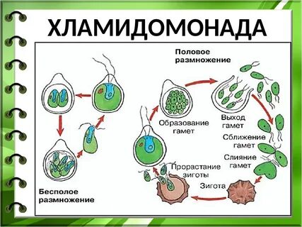 Размножение водорослей циклы развития 7 класс биология