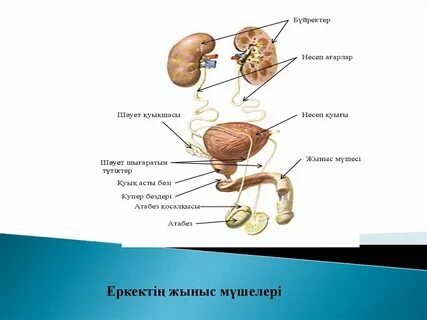 Олар Юлияны ұрып жатыр
