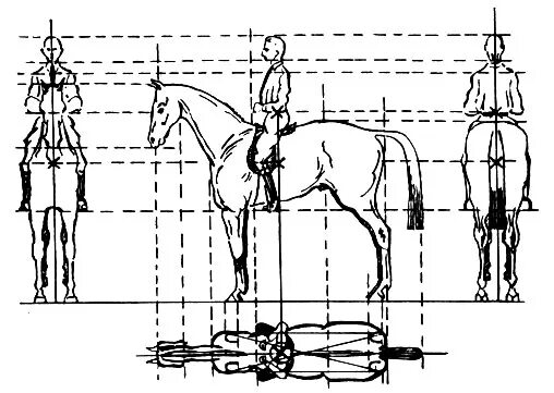 размер лошади и человека. средний размер лошади. основные промеры лошади. основные промеры лошади. замеры промеры лошадей.
