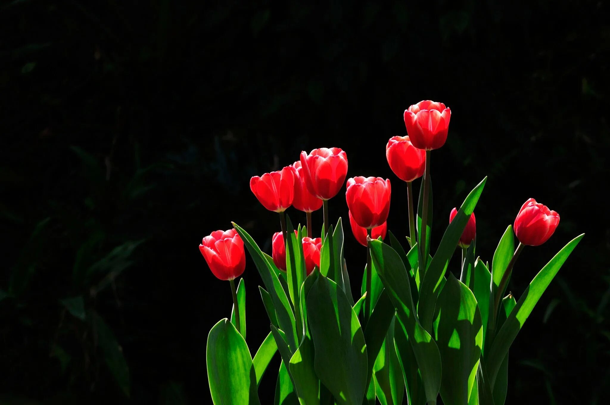 3 красных тюльпана. Тюльпан ред Лайт. Красные тюльпаны. Тюльпаны на черном фоне. Черный тюльпан.
