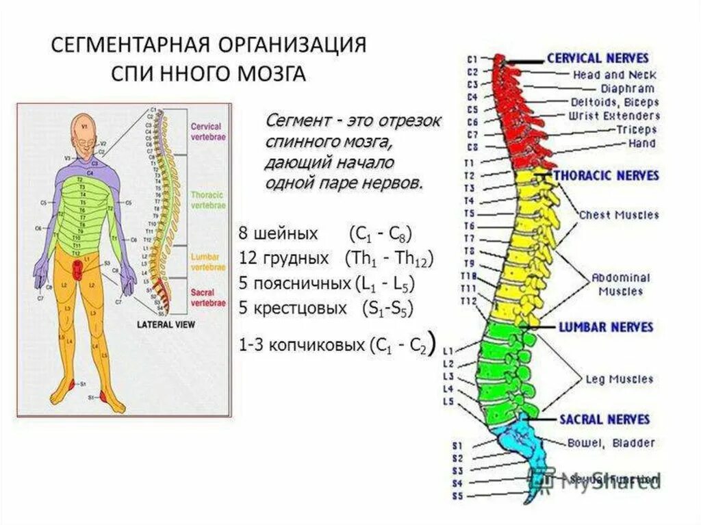 В шейном отделе спинного мозга сегментов. Th4 th10 позвонков. Th5-th12 позвонка. Сегмент спинного мозга s1. Сегменты спинного мозга и спинномозговые нервы.