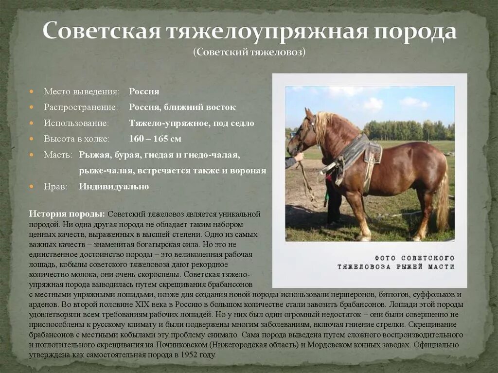 Сколько в лошади лошадиных