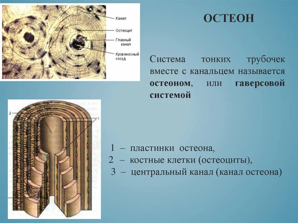 Структурная единица кости. Остеон гаверсова система. Строение кости гаверсова система. Структура кости Остеон. Строение остеона анатомия.