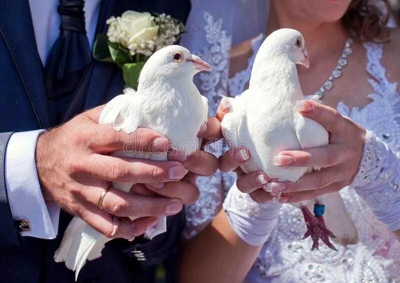 Девушка с голубем. Белый голубь. Белая птица. Белый голубь на ладони. Белые голуби в руках.