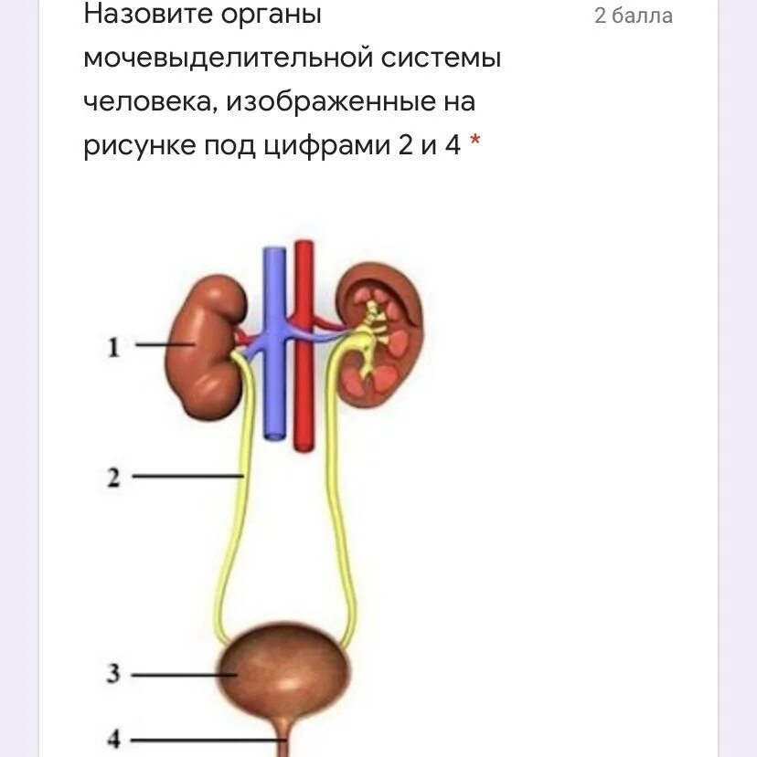 Мочеточник вопросы. Мочевыделительной системы мочевой пузырь. Выделительная система человека мочевой пузырь. Мочевыделительная система почки мочеточники. Выделительная система схема без подписей.