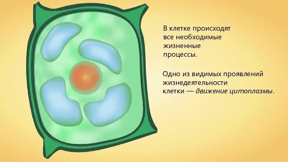 Движение клетки. Цитоплазма клетки биология 1- класс. Жизнедеятельность клетки движение цитоплазмы 5. Движение цитоплазмы клетки 5 класс биология. Что такое цитоплазма в биологии 6 класс.