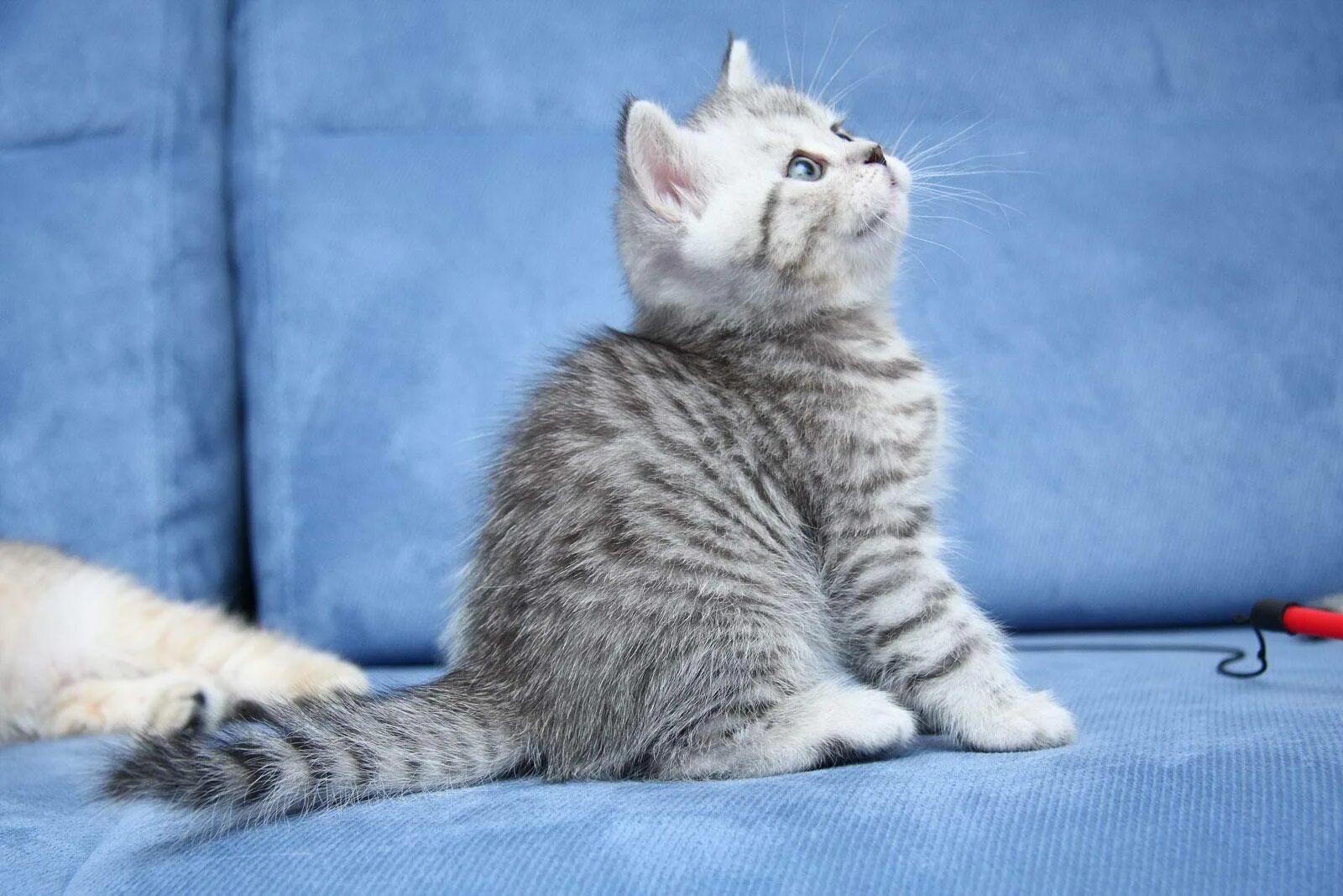 Порода кошек вискас. Шотландский скоттиш страйт. Скоттиш-страйт Шотландская прямоухая вискас. Британский короткошерстный кот полосатый. Шотландская кошка прямоухая.