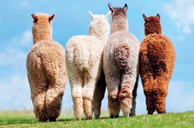Лама поп. Альпака южной америки. Лама и альпака. Альпака уакайя. Альпака баран.