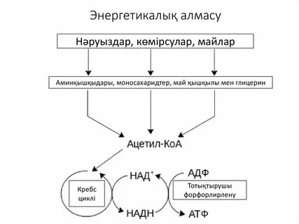 Метаболизм түрлері