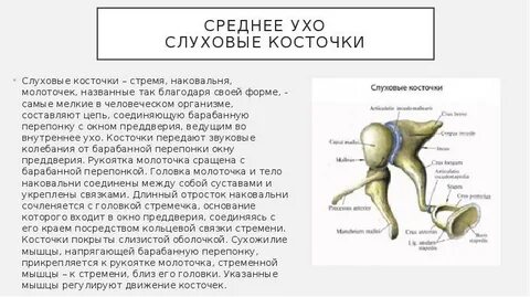 Роль косточек среднего уха