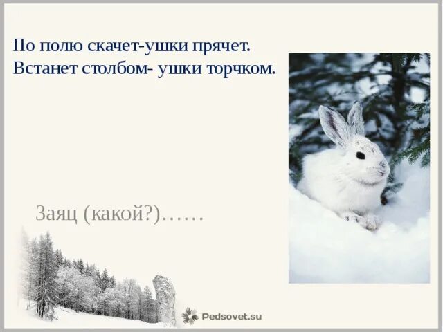 Заяц какой слова признаки. Прилагательное от заяц. Заяц какой слова признаки. Заяц какой слова признаки. Заяц какой слова признаки.