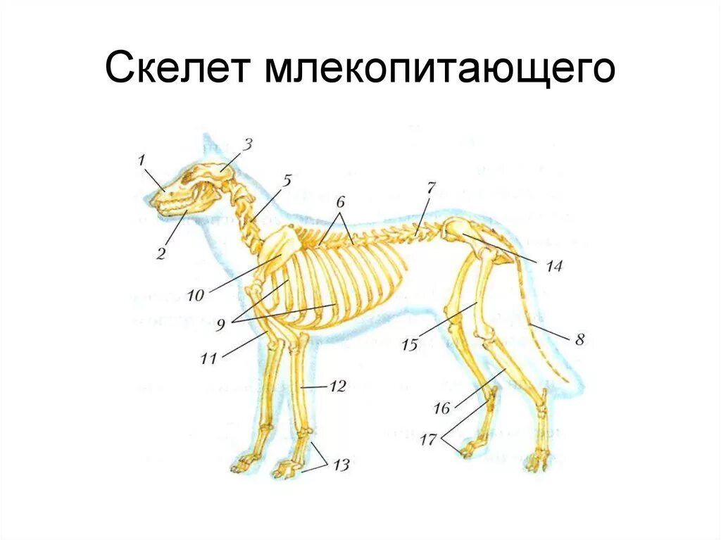 Особенности скелета млекопитающих 7