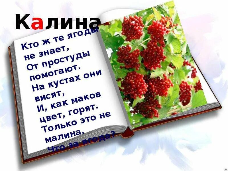 Калина символ україни. Стихотворение про калину. Стихи о калине. Калина красная слова. Красивые стихи про калину.